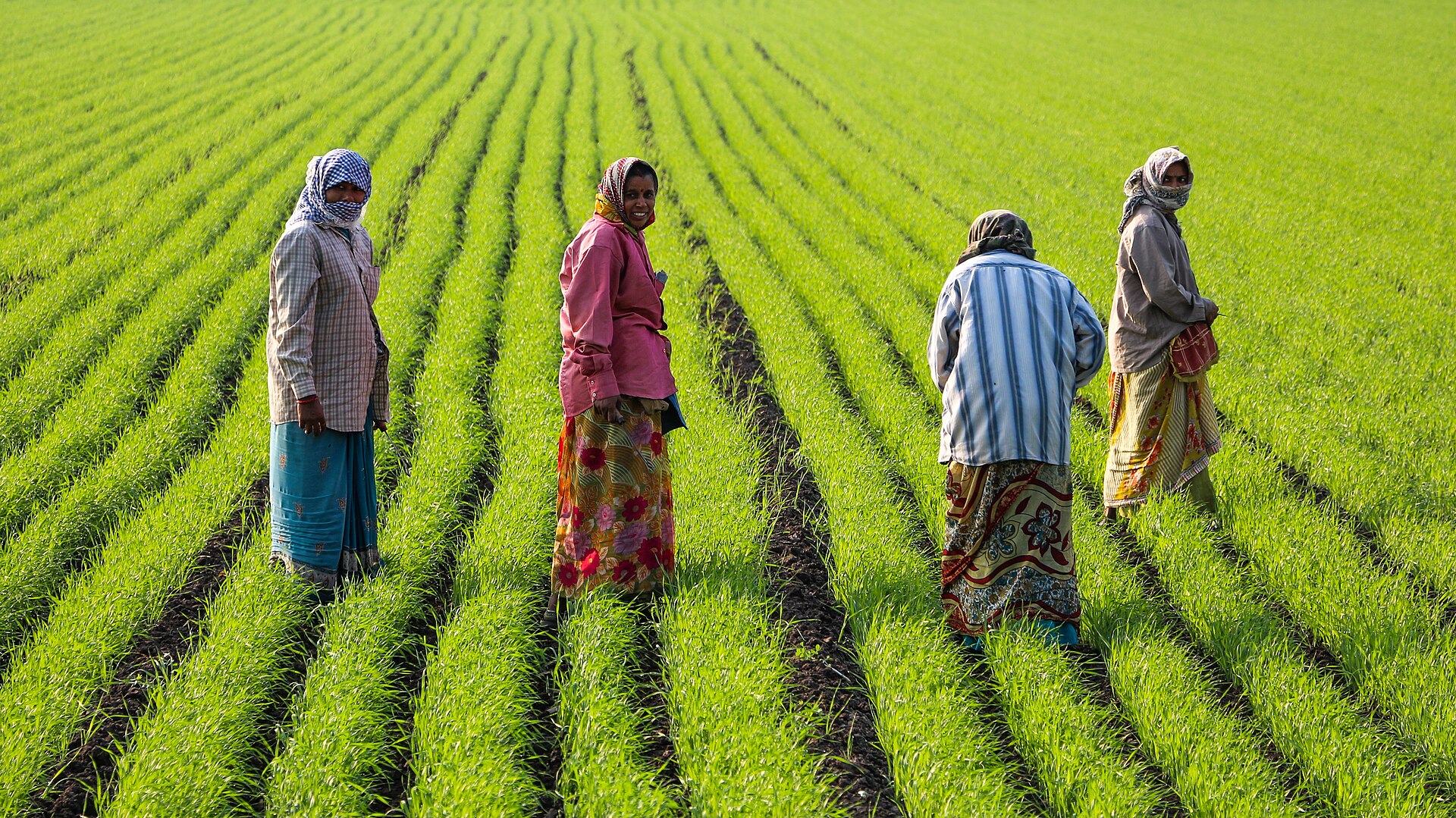 Farm workers harvesting in an Indian field