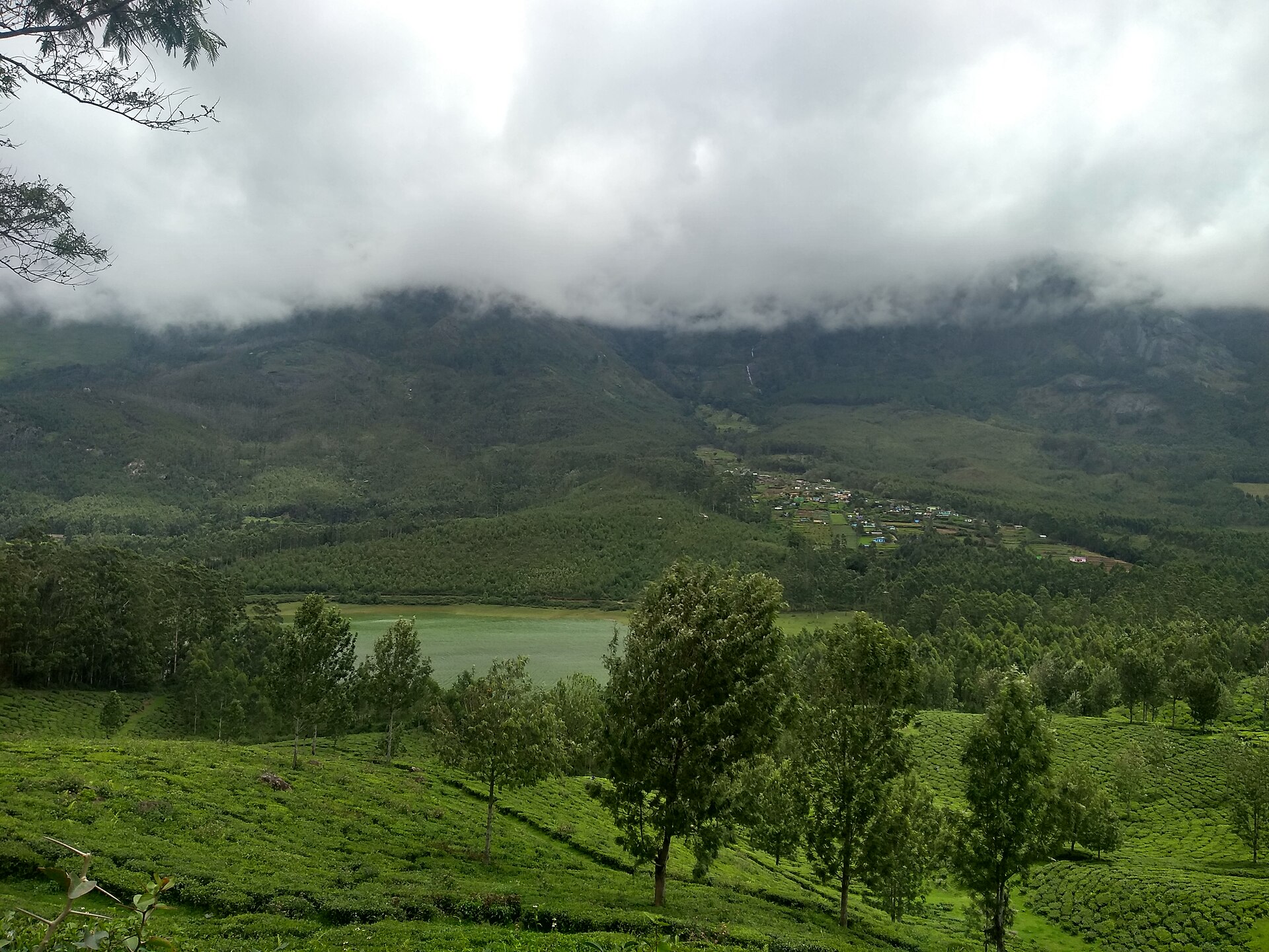 Misty plantation hills in Kerala at first light