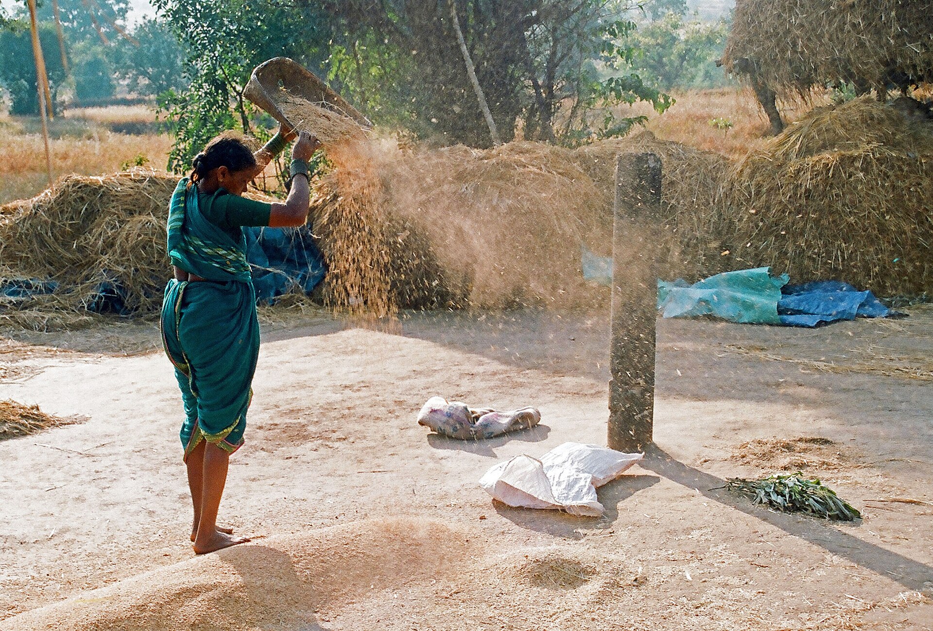 A worker winnowing grain and spice by hand